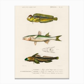 Different Types Of Fishes, Charles Dessalines D'Orbigny 5 Canvas Print
