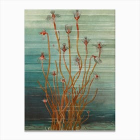 'Seaweed' Canvas Print