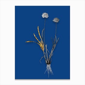 Vintage Allium Carolinianum Black and White Gold Leaf Floral Art on Midnight Blue n.1158 Canvas Print