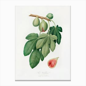 Fig (Ficus Carica) From Pomona Italiana (1817 - 1839), Giorgio Gallesio Canvas Print