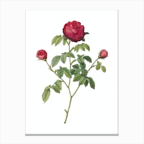Vintage Agatha Rose in Bloom Botanical Illustration on Pure White n.0230 Canvas Print