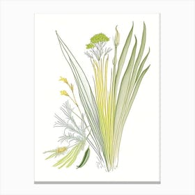 Lemongrass Spices And Herbs Pencil Illustration 3 Canvas Print