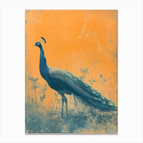 Orange & Blue Peacock In The Grass 1 Canvas Print