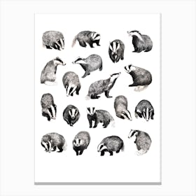 Badgers Canvas Print