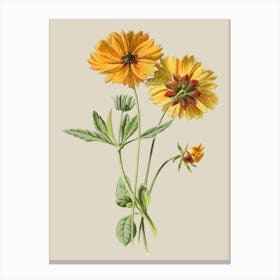 Zinnias Canvas Print