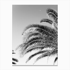Palmtree Blackandwhite, Palms at the Italian coast Canvas Print