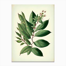 Wax Myrtle Leaf Vintage Botanical 2 Canvas Print