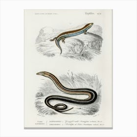 Gongylus Ocellatus And Pseudopus Pallasii, Charles Dessalines D' Orbigny Canvas Print