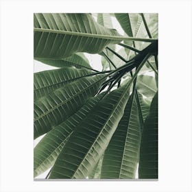 Green Leaves Of A Tree Canvas Print