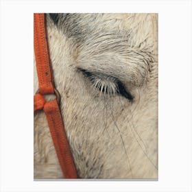 Closeup Of Horse Lashes Canvas Print
