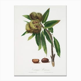 Spanish Chestnut (Castanea Sativa) From Pomona Italiana (1817 1839), Giorgio Gallesio Canvas Print
