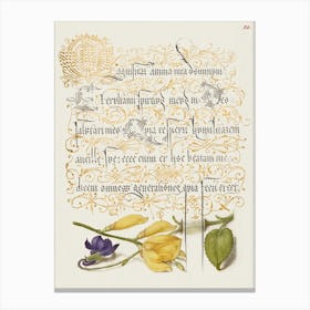 Sweet Violet And Spanish Broom From Mira Calligraphiae Monumenta, Joris Hoefnagel Canvas Print