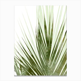 Palm Olive Canvas Print