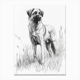 Anatolian Shepherd Dog Line Sketch 3 Canvas Print