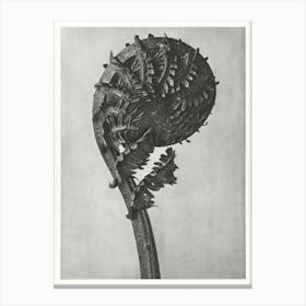 German Ostrich Fern Frond (1928) , Karl Blossfeldt Canvas Print