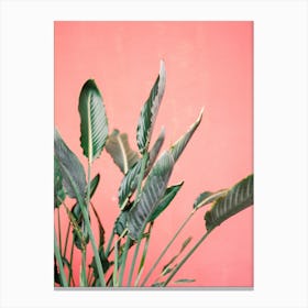 Pink Jungle Canvas Print