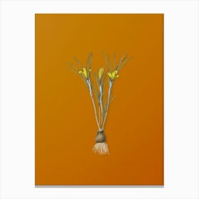 Vintage Cloth-of-Gold Crocus Botanical on Sunset Orange n.0734 Canvas Print