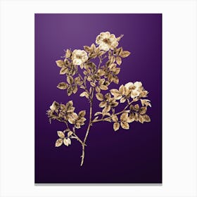 Gold Botanical Rose Corymb on Royal Purple n.0960 Canvas Print