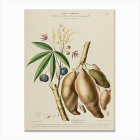 Aphrodisiacae Canvas Print