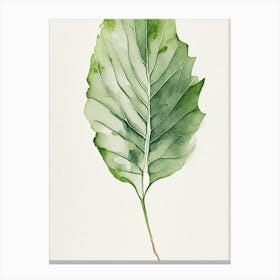 Wild Lettuce Leaf Minimalist Watercolour 4 Canvas Print