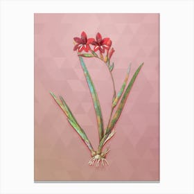 Vintage Gladiolus Cardinalis Botanical Art on Crystal Rose n.0739 Canvas Print