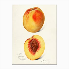 Peach Illustration Canvas Print