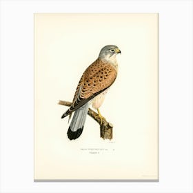 Common Kestrel Male (Falco Tinnunculus), The Von Wright Brothers Canvas Print