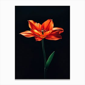 Single Red Tulip 1 Canvas Print