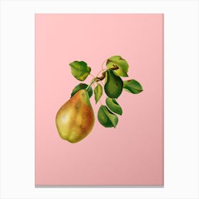Vintage Pear Branch Botanical on Soft Pink n.0760 Canvas Print