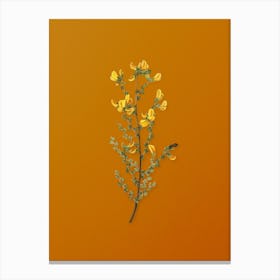 Vintage Adenocarpus Botanical on Sunset Orange Canvas Print