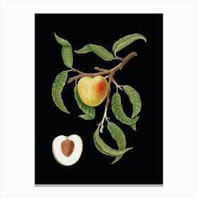 Vintage Peach Botanical Illustration on Solid Black n.0645 Canvas Print