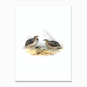 Vintage Stubble Quail Bird Illustration on Pure White Canvas Print