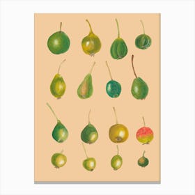 Pears 2 Canvas Print