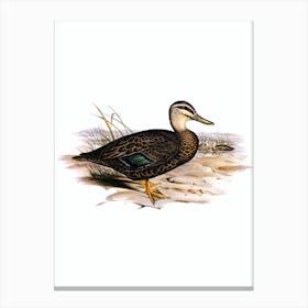 Vintage Australian Wild Duck Bird Illustration on Pure White n.0033 Canvas Print