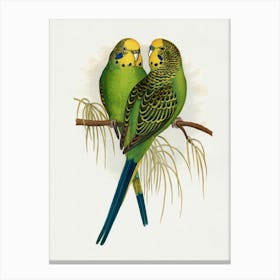 Parakeets Canvas Print