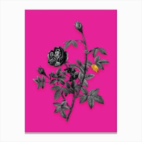 Vintage Moss Rose Black and White Gold Leaf Floral Art on Hot Pink n.0763 Canvas Print