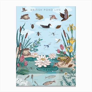 British Pond Life Canvas Print