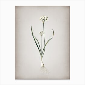 Vintage Three Cornered Leek Botanical on Parchment n.0460 Canvas Print