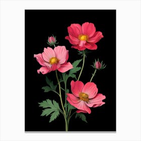 Pink Cosmos Flowers On Black Background Canvas Print