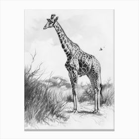 Pencil Portrait Of A Giraffe Standing 1 Canvas Print