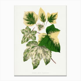 Vintage Botanical Art Print _2643236 Canvas Print