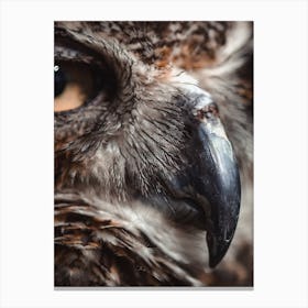 Great Horned Owl Beak Canvas Print