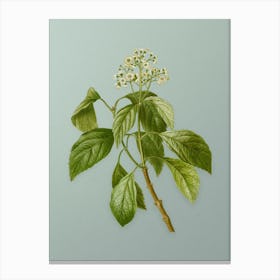 Vintage Climbing Hydrangea Botanical Art on Mint Green n.0274 Canvas Print