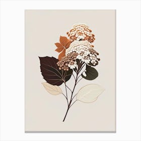 Hydrangea Root Spices And Herbs Retro Minimal 1 Canvas Print