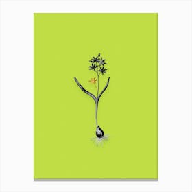 Vintage Alpine Squill Black and White Gold Leaf Floral Art on Chartreuse n.1137 Canvas Print