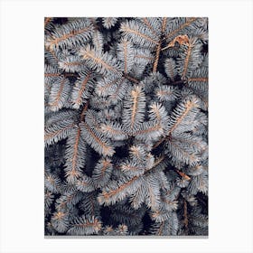 Pine Tree Branches Canvas Print