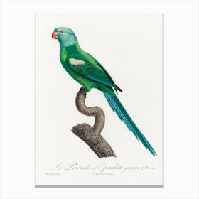 The Yellow Shouldered Amazon, From Natural History Of Parrots, Francois Levaillant Canvas Print