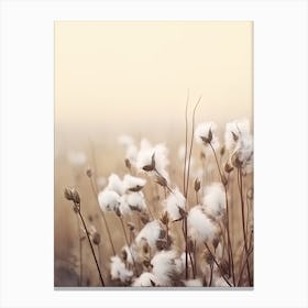 Photography  White Cotton Flowers Canvas Print