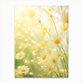 Daisy Field With Sunlight Canvas Print
