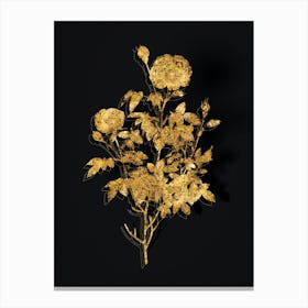 Vintage Burgundy Cabbage Rose Botanical in Gold on Black n.0244 Canvas Print
